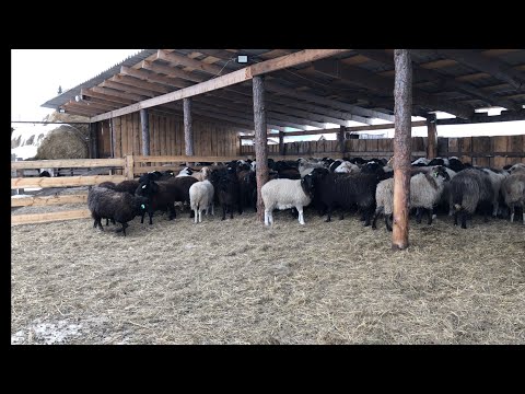 Видео: Объеденил Баранов .