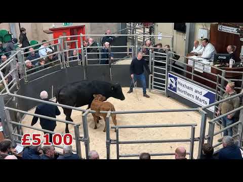 Видео: Главные события с распродажи племенного скота (телки и телята) в Hexham Mart, среда, 29 октября 2...