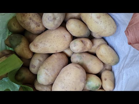 Видео: Наша жизнь в Германии!Таких вкусных ДРАНИКОВ , сделанных в Термомиксе вы еще не ели!