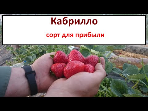 Видео: Кабрилло — один из самых прибыльных сортов клубники