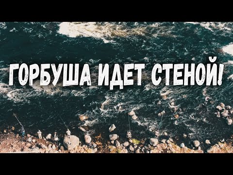 Видео: ГОРБУША ПРЕТ СТЕНОЙ. ТАКОГО ЕЩЕ НИКОГДА НЕ БЫЛО. РЫБАЛКА НА РЕКЕ УМБА. РЫБАЛКА НА КОЛЬСКОМ