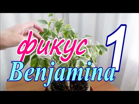 Видео: Фикус Бенджамина / Ficus benjamina. Формирование кроны. Лето 2021