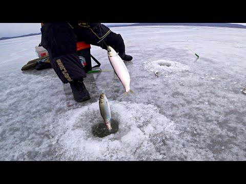 Видео: Рыбалка в Приморском крае. Ловля селедки, наваги, камбалы