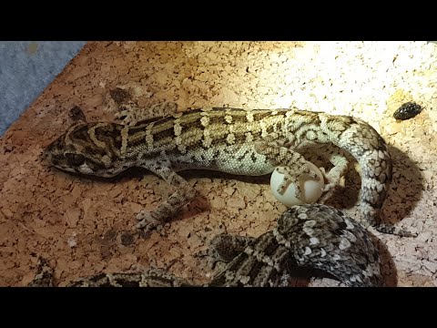 Видео: Экзотические питомцы. Гадюковые гекконы Hemidactylus imbricatus