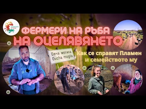 Видео: Много фермери са на ръба на оцеляването. Вижте безпощадния разрез на професия животновъд на Пламен