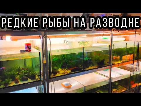 Видео: Редкие и интересные аквариумные рыбки на маленькой рыборазводне в Германии!