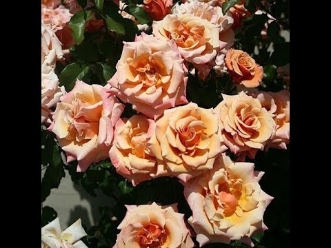 Видео: Осенняя высадка саженцев роз, ошибки не совершать! . Питомник роз Полины Козловой, rozarium.biz,