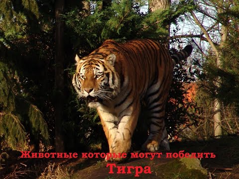 Видео: 5 Животных, которые могут победить тигра.