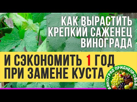 Видео: Как НЕ ПОТЕРЯТЬ 1 год при удалении куста винограда и вырастить крепкий саженец винограда.
