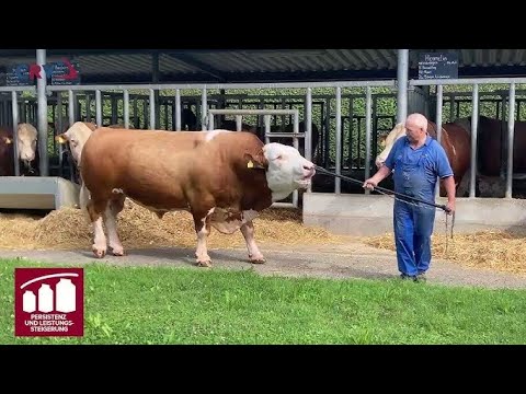 Видео: 🦬😁 (ИХЕЛИ НАВОР НАБУД)МАЪЛУМОТ БАРОИ БУҚАПАРВАРО 🐃🐄🐑🇹🇯🇹🇯🇹🇯🇹🇯🇹🇯