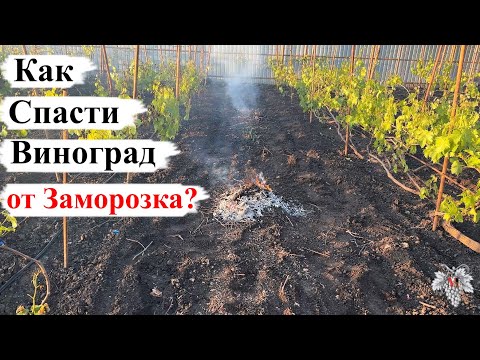 Видео: Как СПАСТИ ВИНОГРАД от ВОЗВРАТНЫХ ЗАМОРОЗКОВ?