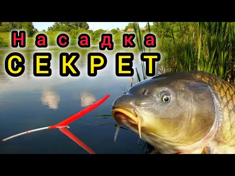 Видео: Насадка СЕКРЕТ для Рыбалки 2024! Сделай пир Карасю,Плотве и Карпу!!!