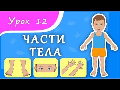 Видео: Учим части тела. Урок 12. Части тела для малышей. Развивающее видео для детей (раннее развитие).