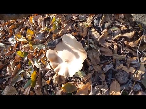 Видео: В лес за грибами