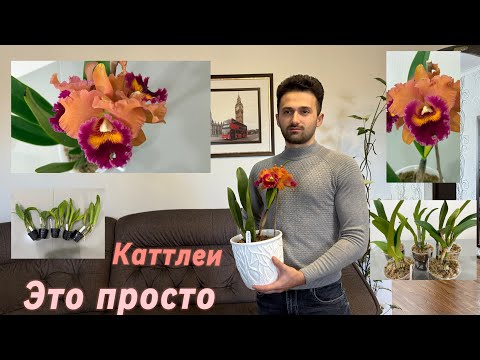 Видео: Первое цветение Орхидеи Каттлея , Посадка и Уход ￼￼￼
