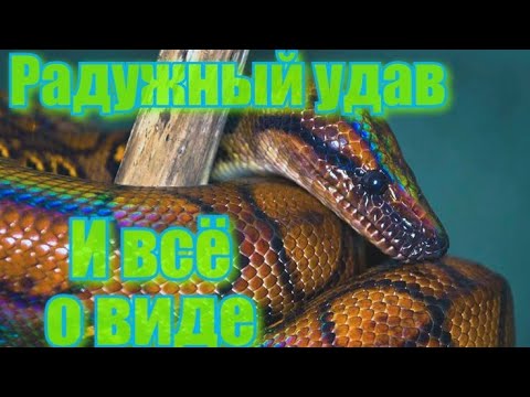 Видео: Радужный удав и все о виде