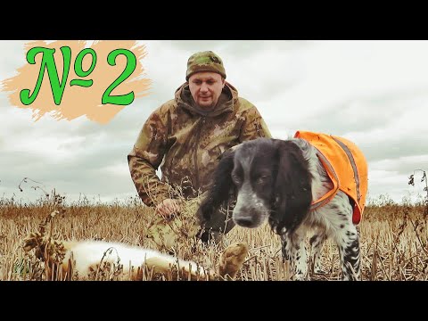 Видео: ЗАЯЦ ИЗ ПОД НОГ!!Чуть не НАСТУПИЛ!!ТОЗ 34 и спаниель Брик.