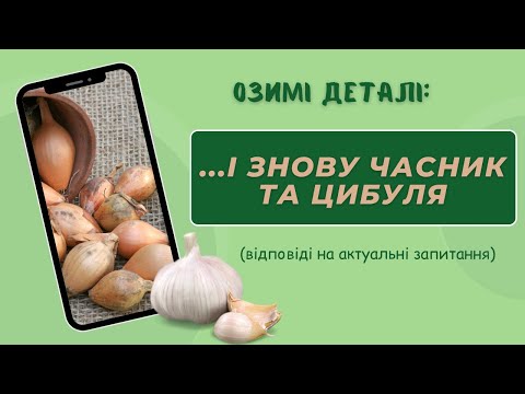 Видео: Часник після томатів? Чому однозубки? І ще дещо про цибулю (як зберегти, щоб не стрілкувалась тощо)