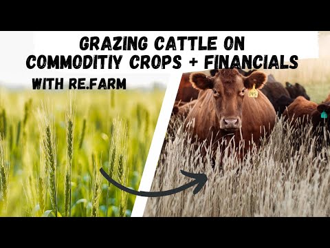 Видео: Выпас скота на товарных культурах с Re.Farm