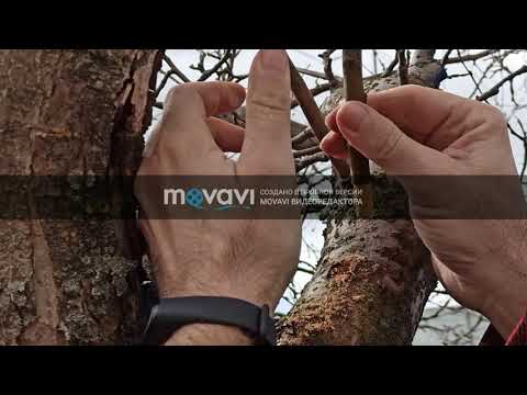 Видео: Прививка на яблоню при помощи дрели  Часть вторая