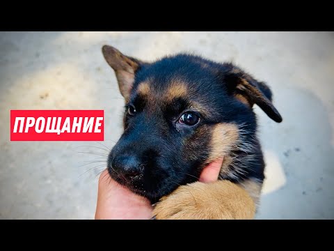 Видео: ЩЕНКИ И АЛИСА ПЕРЕЕХАЛИ В НОВЫЙ ДОМ