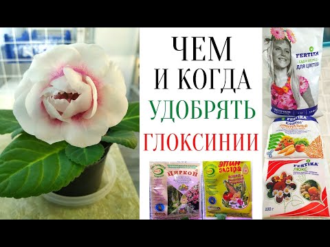 Видео: ЧЕМ УДОБРЯТЬ ГЛОКСИНИИ на разных ЭТАПАХ РОСТА⁉️