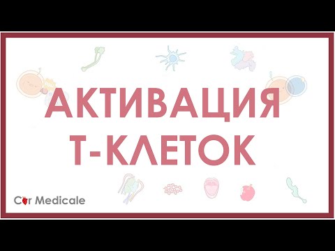 Видео: Активация Т-клеток/Т-лимфоцитов