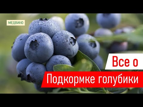 Видео: Сладкая и крупная голубика: чем и когда кормить голубику