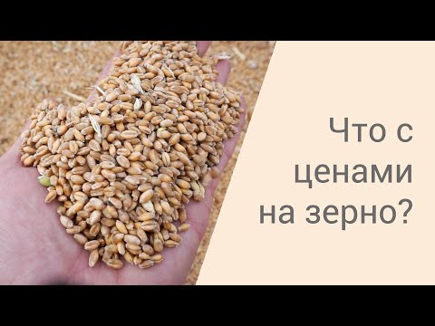 Видео: Цена на зерно упала: ждать или продавать?
