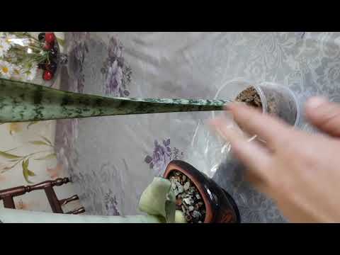 Видео: Сансеверияларға жасалатын күтімім