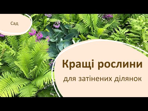 Видео: Кращі рослини для затінених ділянок саду