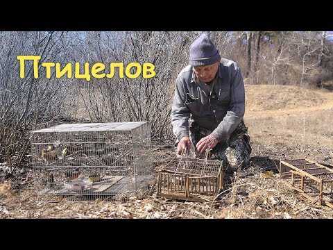 Видео: Птицелов