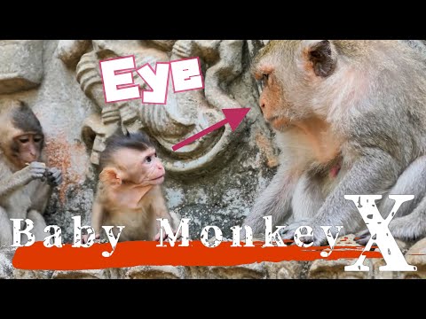 Видео: Малыш Обезьяны Против Гнева Матери! Неожиданный Финал!/ monpai monyet sad baby bibi