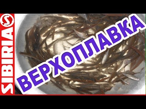 Видео: Ловля верхоплавки. Поймать ЖИВЦА . Ловля на банку,  на морду, на марлю, паук