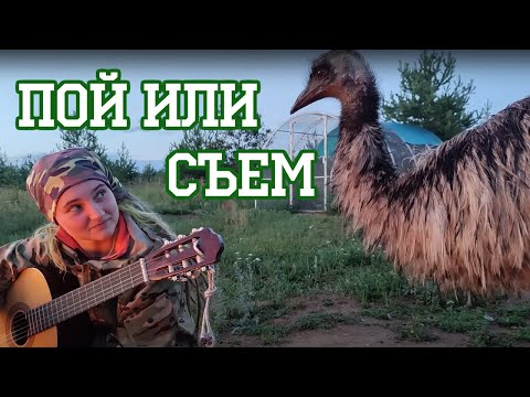 Видео: Серенада для эму