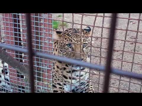 Видео: 29.10 дружок Поршик и бывшие соседи Шерханчика, всем тепло, светло. Шторки, дверки