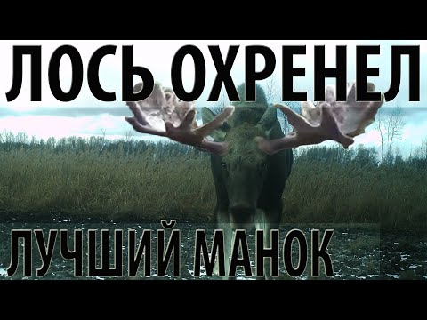 Видео: Лось охренел. Идеальный манок на лося.The perfect decoy for elk