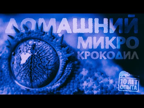 Видео: Содержание реснитчатых бананоедов. 10 лет опыта PANTERIC