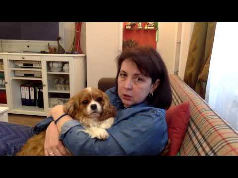 Видео: Пупочная грыжа у щенков Кавалер Кинг Чарльз Спаниелей