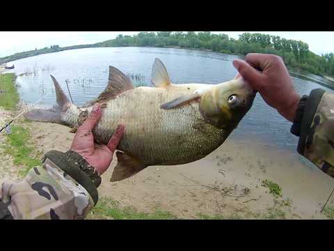 Видео: ЛОВЛЯ ЛЕЩА на донную СНАСТЬ БОЛДА.Открылись по лещу.Рыбалка в мае на ЛЕЩА.