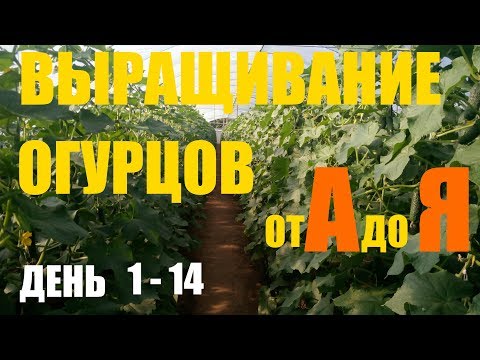 Видео: Выращивание огурцов (2й оборот)  День 1 - 14