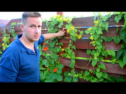 Видео: (ВЛОГ) про плетеный забор из досок (ответы на вопросы)