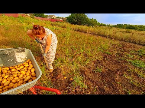 Видео: Копаем КАРТОШКУ. УРОЖАЙ СУПЕР! Вынесли КОМНАТНЫЕ ЦВЕТЫ НА УЛИЦУ. НАША СЕЛЬСКАЯ ЖИЗНЬ.