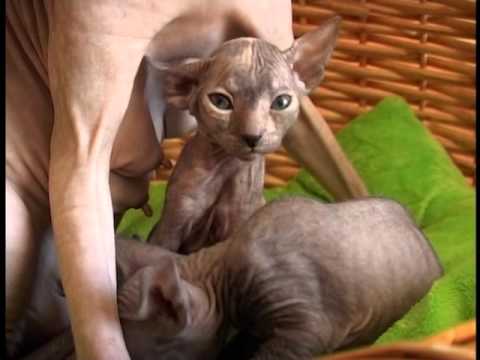 Видео: Донские сфинксы