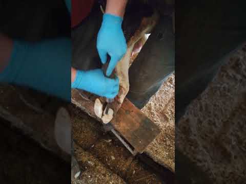 Видео: Ручная обрезка копыт крс