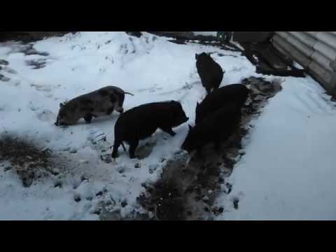 Видео: Вьетнамские свиньи разведение