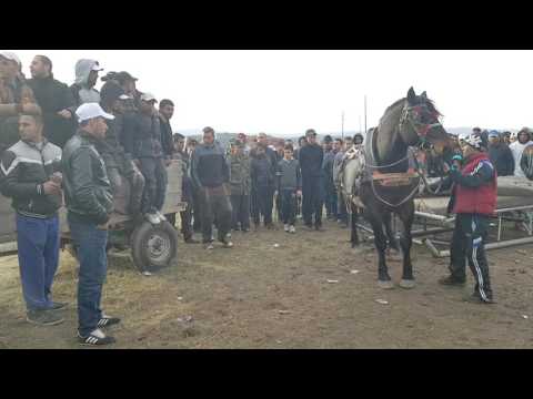Видео: Кон дор4о самоков 2017 1место