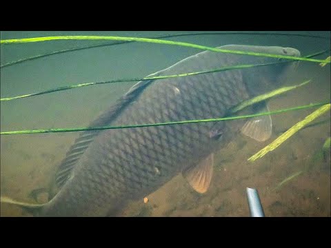 Видео: Трофей августа