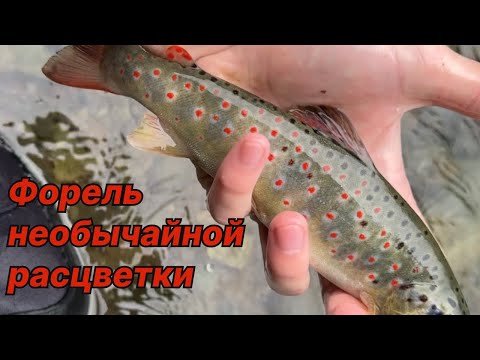 Видео: ФОРЕЛЬ НЕОБЫЧАЙНОЙ РАСЦВЕТКИ в горной реке на спиннинг (4К)