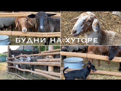 Видео: Сельская жизнь/Хитрая овечка/Хотели убирать/Невыносимая жара/